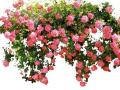 Розы плетистые Розы плетистые