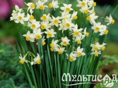 Дизайн без названия (5)