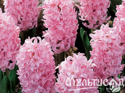 Дизайн без названия (12)