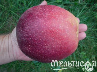 image_8255520_16476942