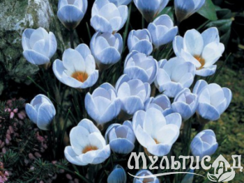 Дизайн без названия (21)