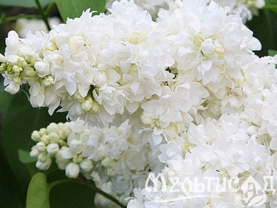 Дизайн без названия (4)