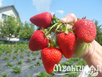 image_7681564_15014947