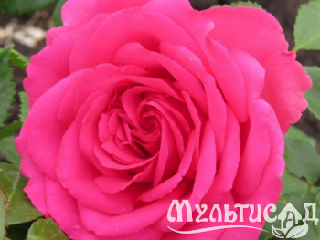 Креатив без названия (8)