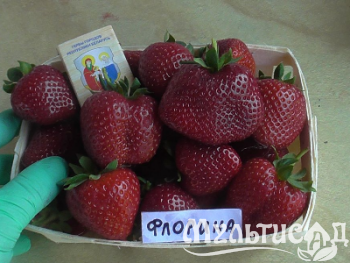image_7681564_15015601