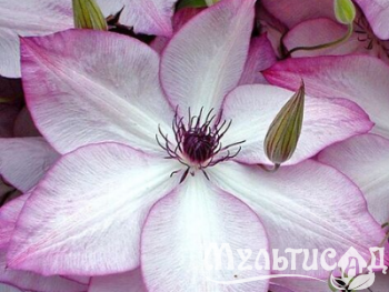 Креатив без названия (55)