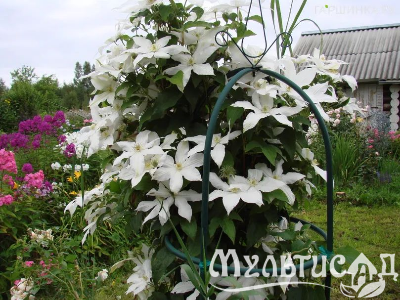 Креатив без названия (54)