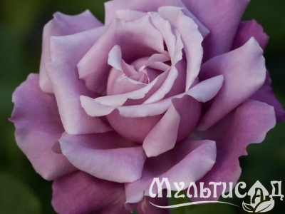 Дизайн без названия (4)
