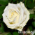 ad5bd9e6c8916413fefe1945e7950950 ad5bd9e6c8916413fefe1945e7950950