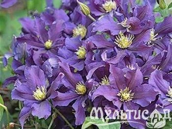 Креатив без названия (47)