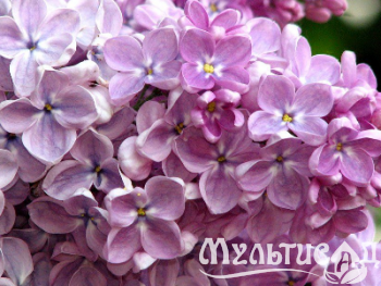 Креатив без названия (23)