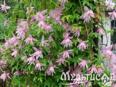 Креатив без названия (11)
