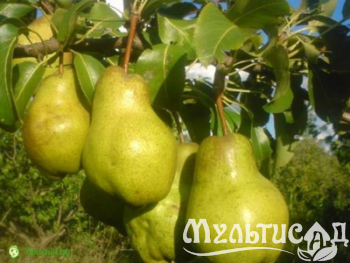 Дизайн без названия (3)