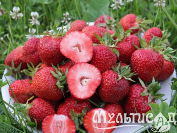 image_7681564_15013343
