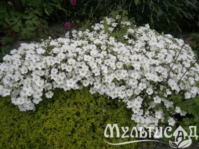 Туя (87)