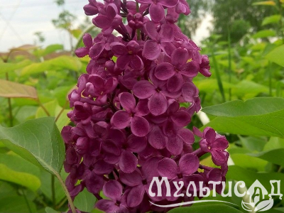 Креатив без названия (9)