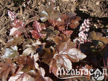 Креатив без названия (9)
