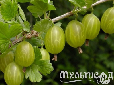6b55a54ce35d4e31e96a056f9bbf16e3