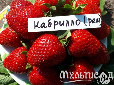 image_7681564_15014200