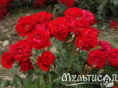 Дизайн без названия (3)
