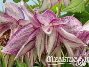 Креатив без названия (12)