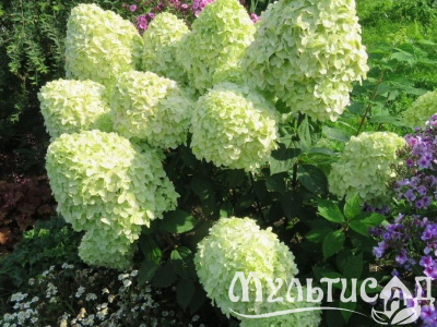 Креатив без названия (6)