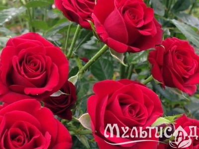 Креатив без названия (4)