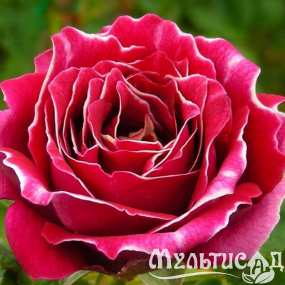 bdd175947a077dfbdd026b37d5fd1e77