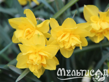 Креатив без названия (7)