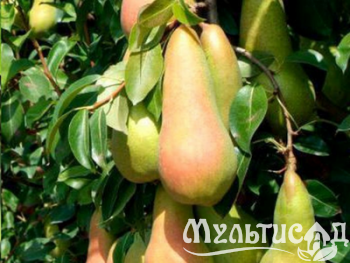 Дизайн без названия (19)