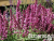 Туя - 2025-11-16T140314.273 Туя - 2025-11-16T140314.273