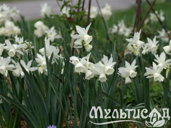Креатив без названия (6)