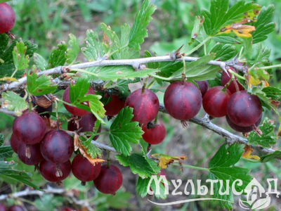 Дизайн без названия (2)