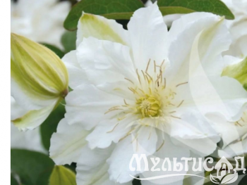 Креатив без названия (40)