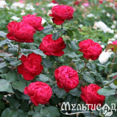 roza-traviata-0