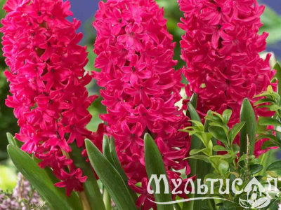 Дизайн без названия (15)
