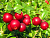 image_8015932_15739868