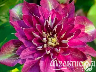 image_7681564_14949687