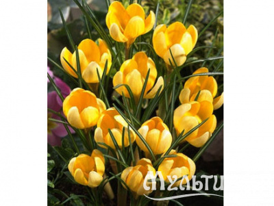 2133d3f563bbb312a74c1681de70d90c