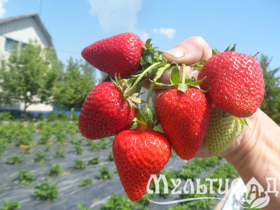 image_7681564_15014947