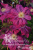 8t81k0i84dckdcocl12ifnghc93ol7vu 8t81k0i84dckdcocl12ifnghc93ol7vu