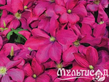 Креатив без названия (50)