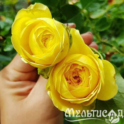 48f06f998a9e63fa935dc2607e1b0330