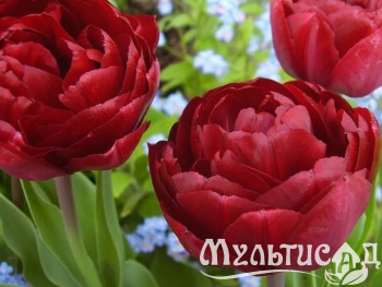 db6fb8bea80a692cb2d68879ae451725