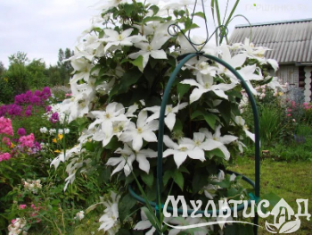 Креатив без названия (54)