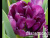 fcdeeae109617104862a2d37cbcfdaa8 fcdeeae109617104862a2d37cbcfdaa8