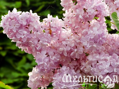 Креатив без названия (6)