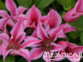 Туя (1)