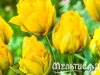 Дизайн без названия (3)